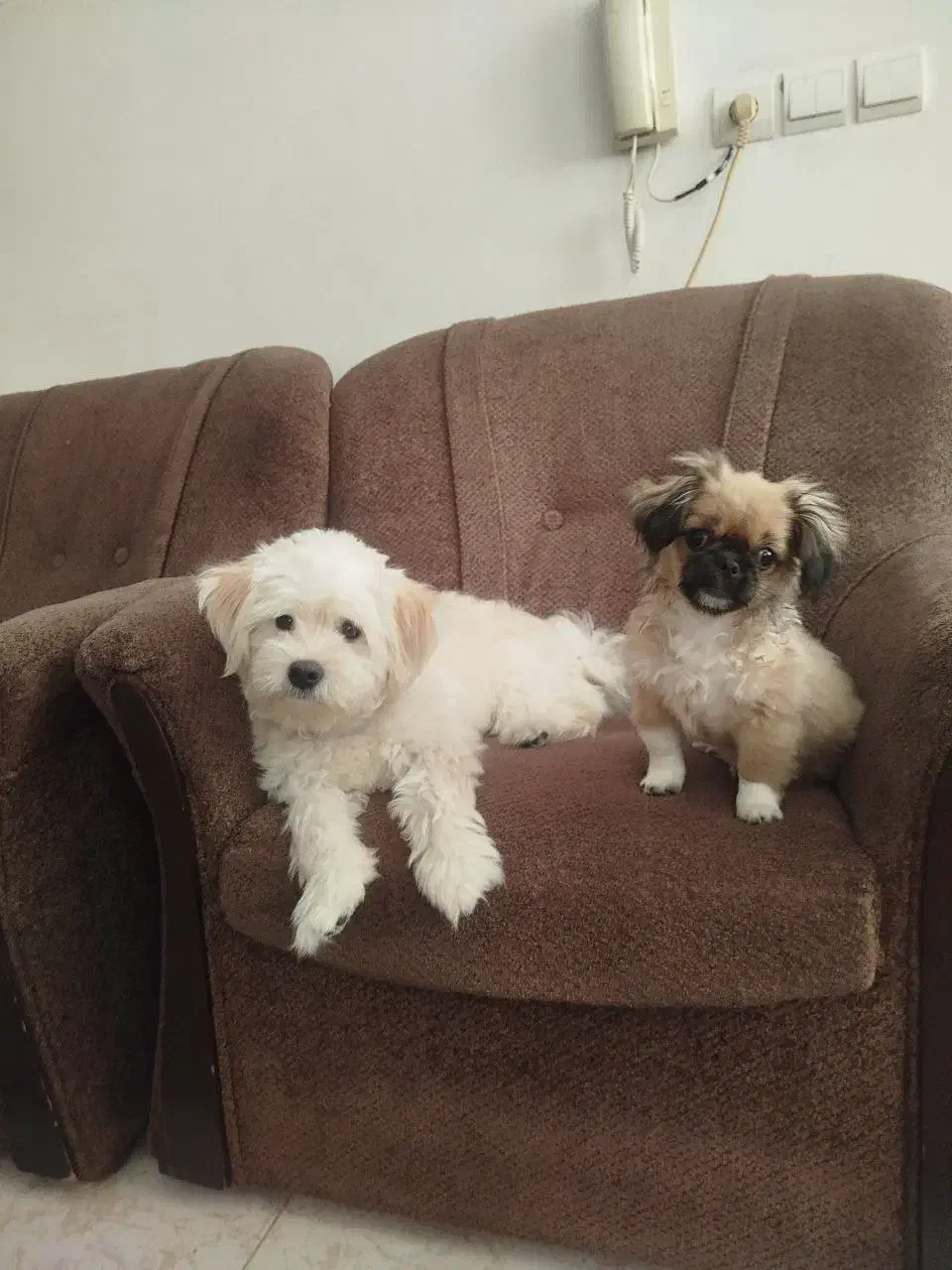 واگذاری سگ آپارتمانی|سگ|بابل, |دیوار