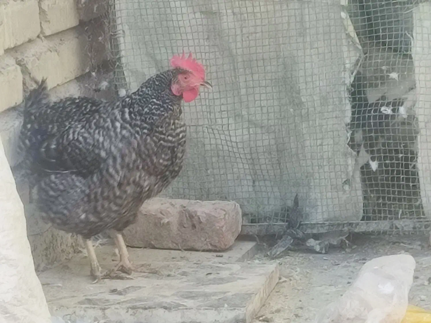 دوتا مرغ محلی چاق|حیوانات مزرعه|قم, زند آباد|دیوار