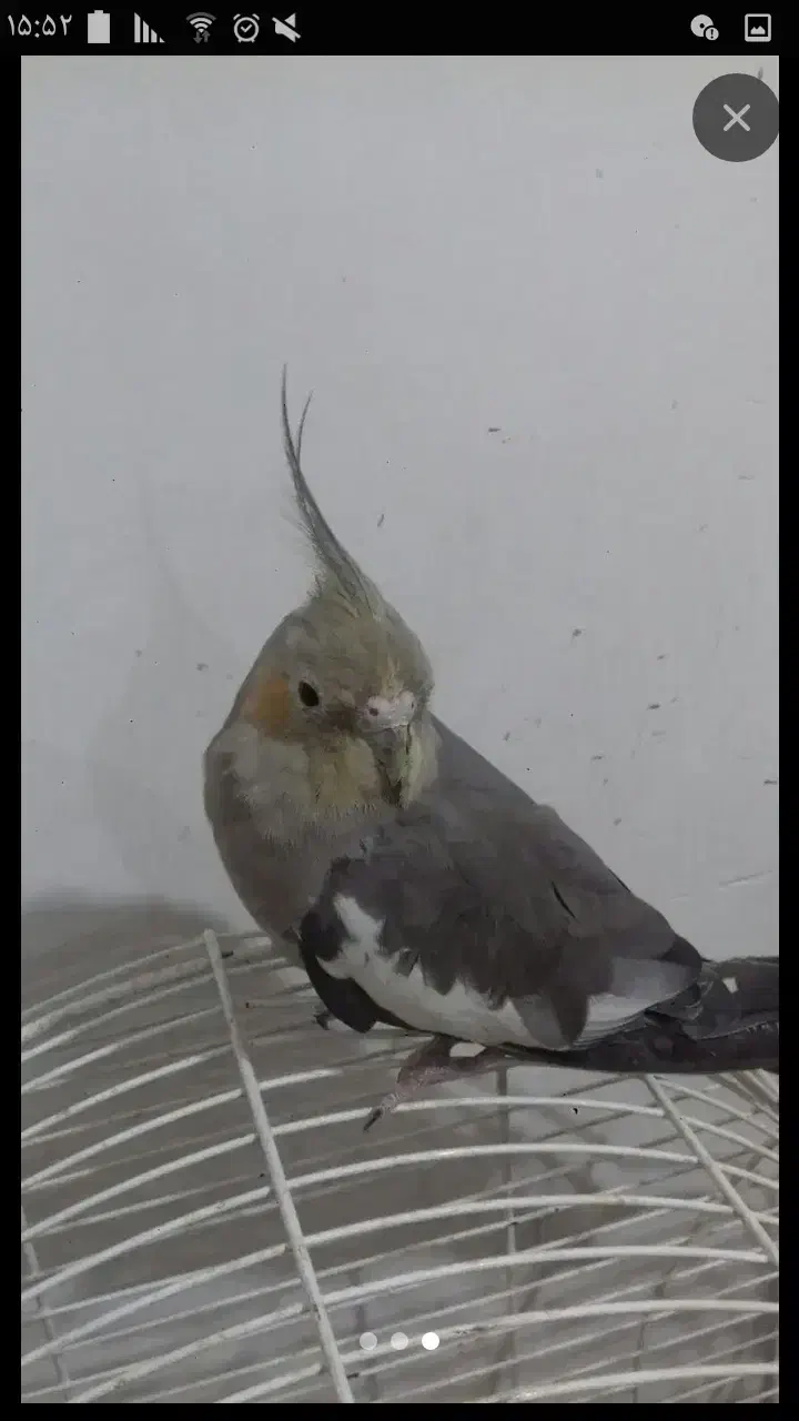 عروس هلندی|پرنده|گرگان, |دیوار