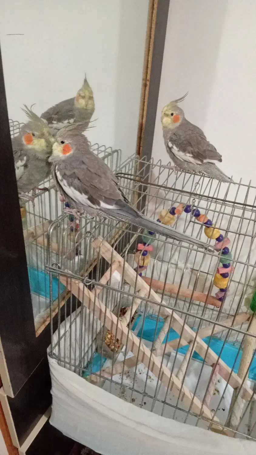 دو عدد عروس هلندی|پرنده|لاهیجان, مهرگان|دیوار