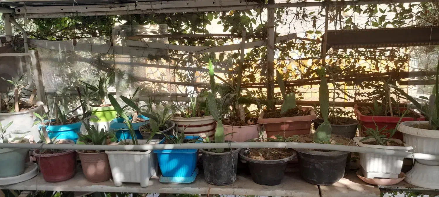 تعدادی گل باقیمت مناسب|گل و گیاه طبیعی|اسلامشهر, مسکن مهر اسلاشهر (شهرک امام خمینی)|دیوار