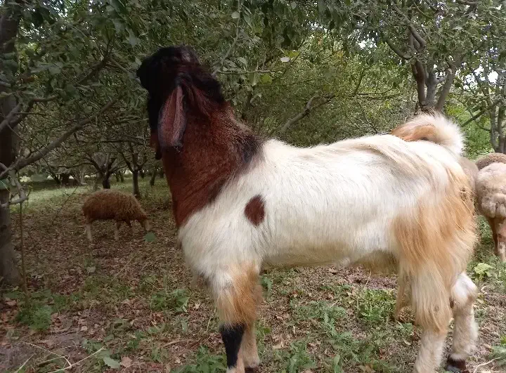 بز پاکستانی اصل|حیوانات مزرعه|مشگین شهر, |دیوار