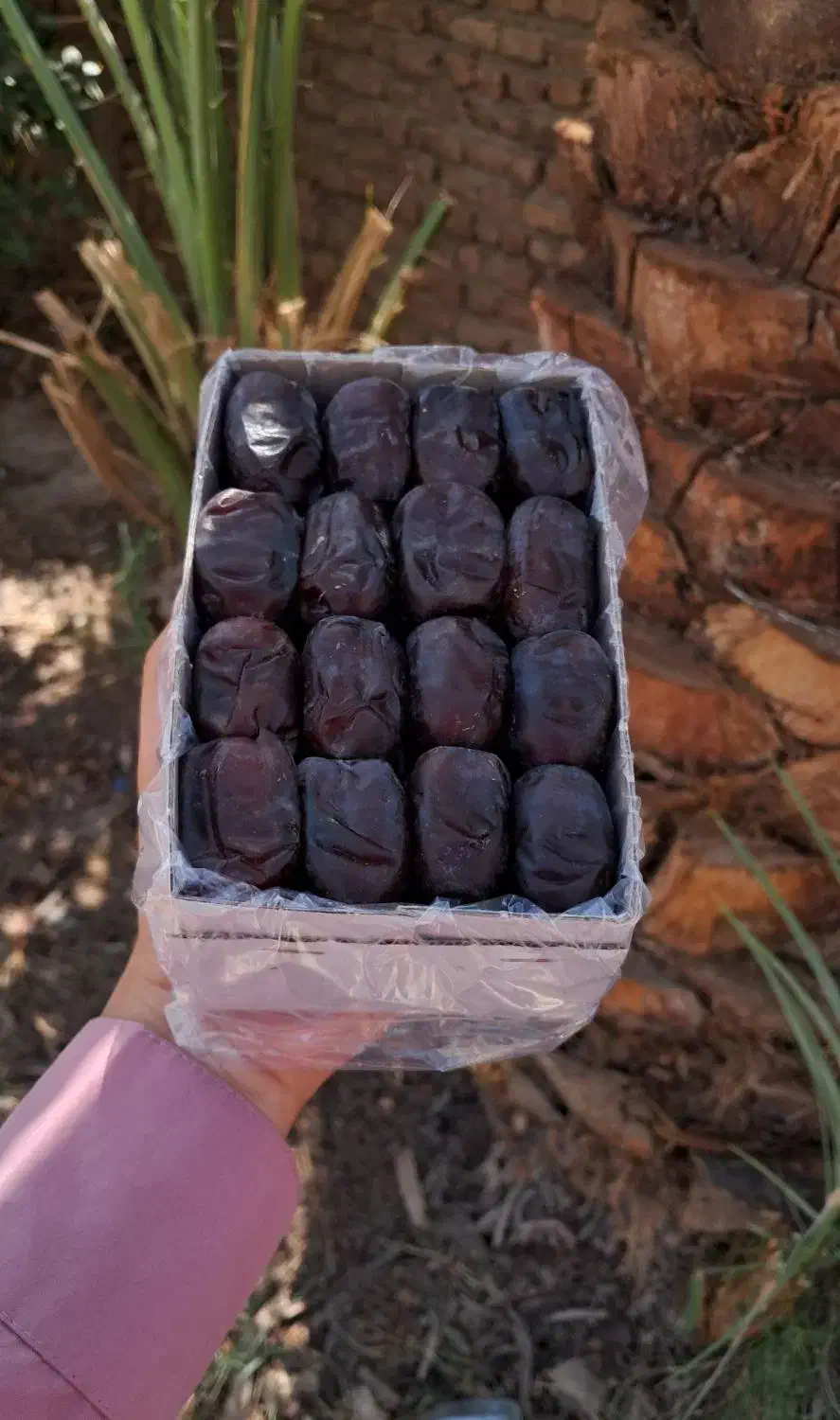 خرمای مضافتی درجه یک|عمدهفروشی|بم, |دیوار