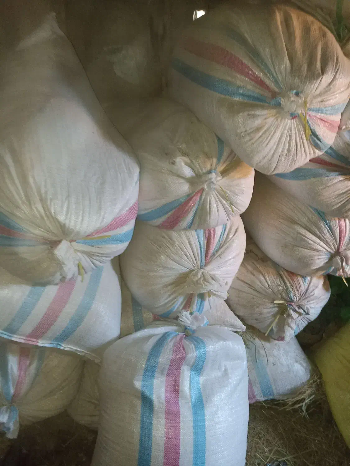 پرلیت گل و گلدان|گل و گیاه طبیعی|تربت‌حیدریه, منظر|دیوار