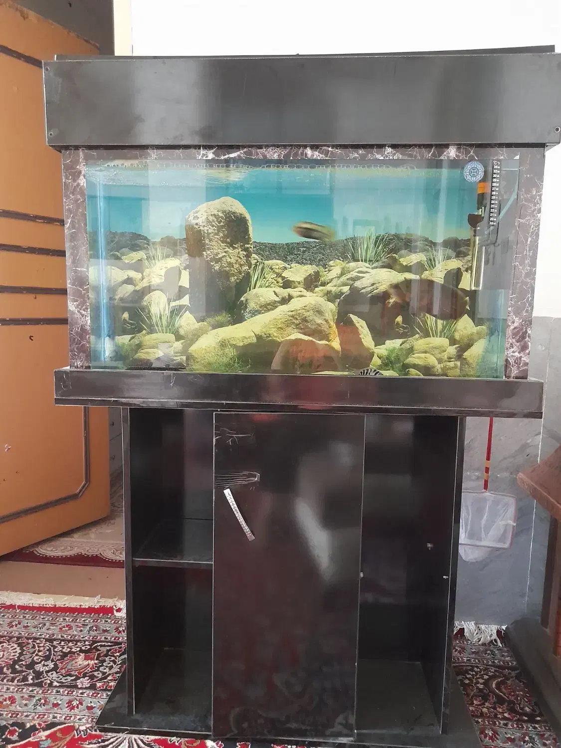 اکواریوم با میز|ماهی|گرمسار, |دیوار