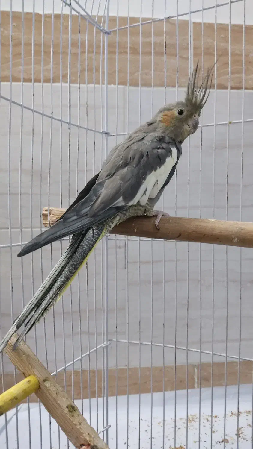 ماده سینامون|پرنده|محمدیه-قزوین, |دیوار