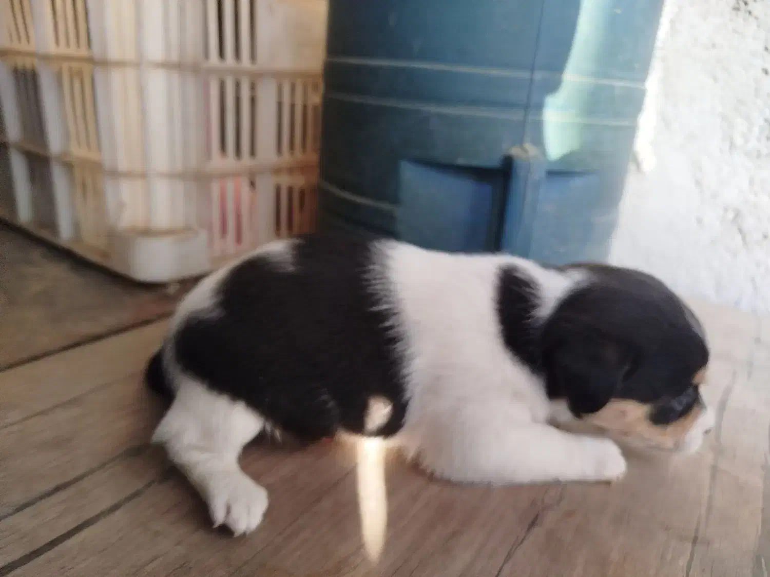 سگ پاکوتاه هاوانیز|سگ|کرمانشاه, |دیوار