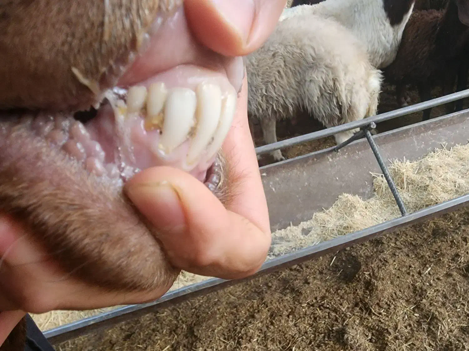 قوچ ۲ ساله|حیوانات مزرعه|خمینی‌شهر, |دیوار