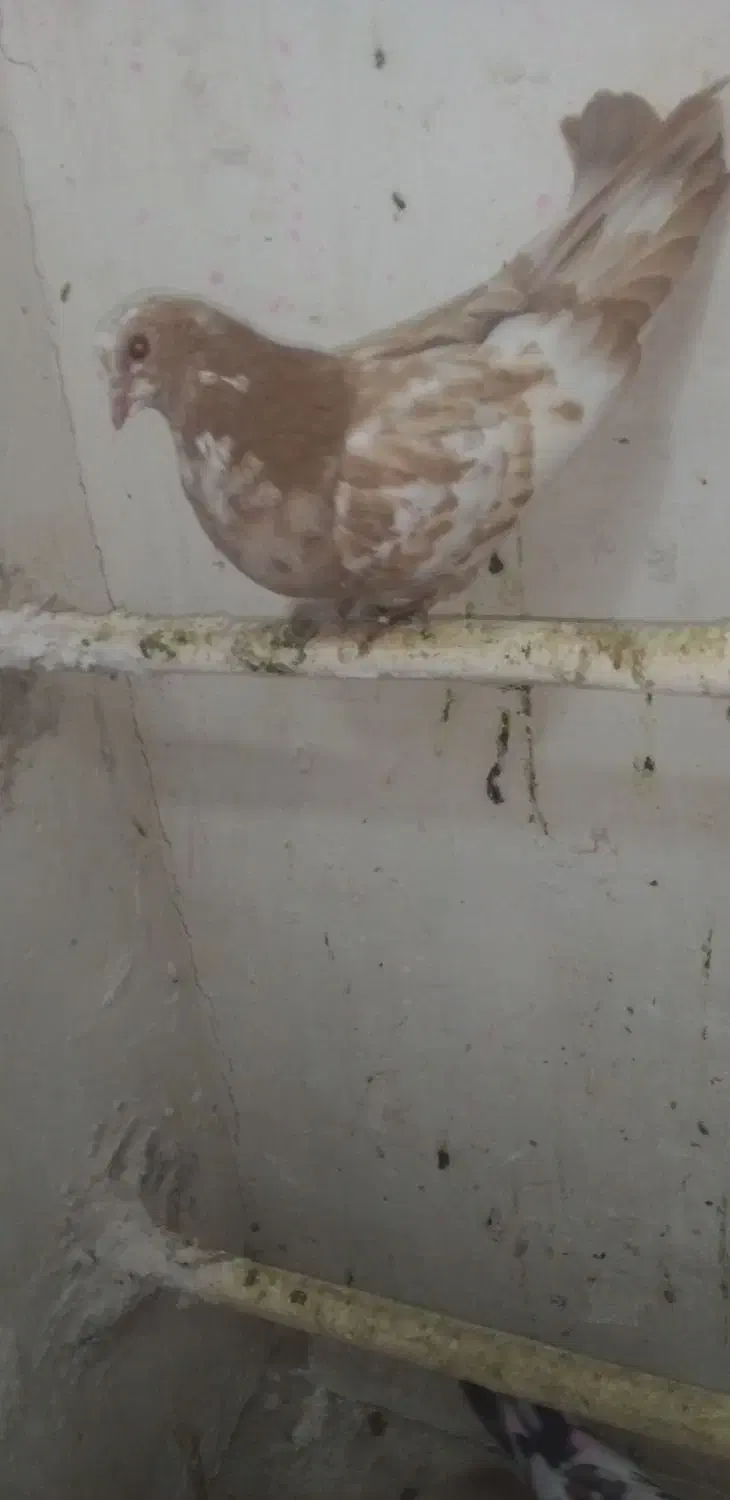 گمشده|حیوانات|ملایر, |دیوار