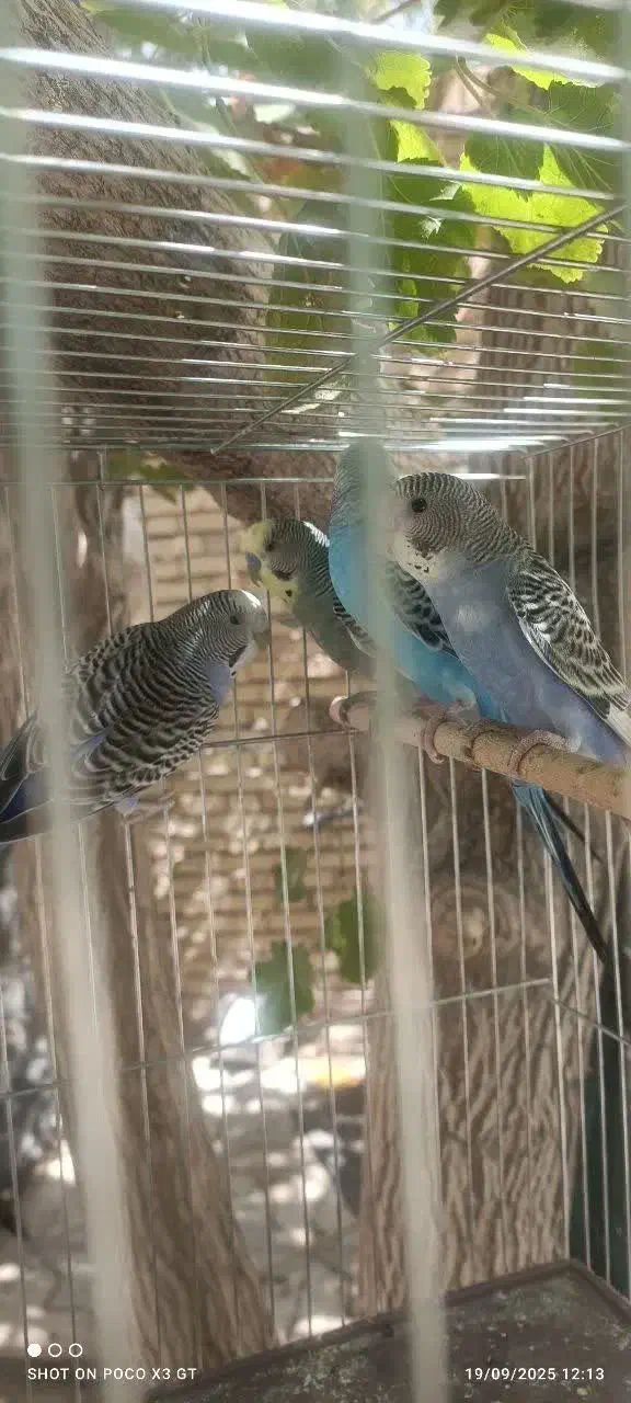 جفت مرغ عشق و عروس هلندی|پرنده|مهریز, |دیوار