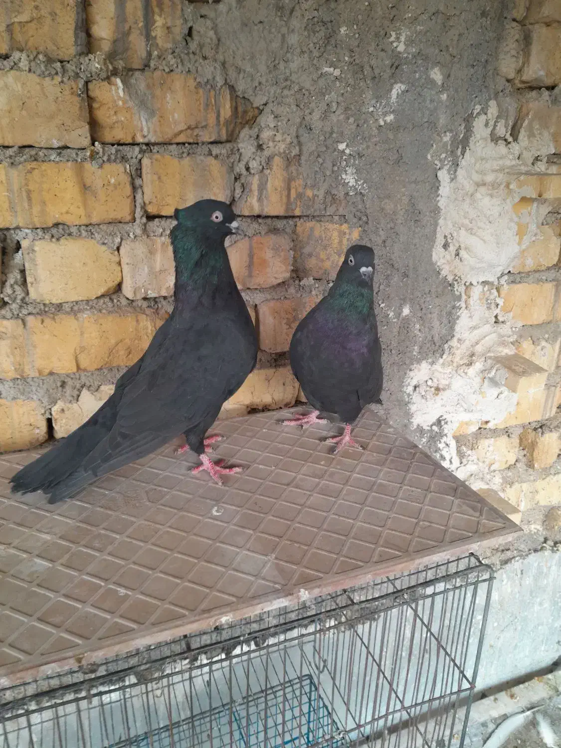 کفتر سیا بهبهانی قهویی دم سفید طوقی|پرنده|شیراز, دست خضر|دیوار