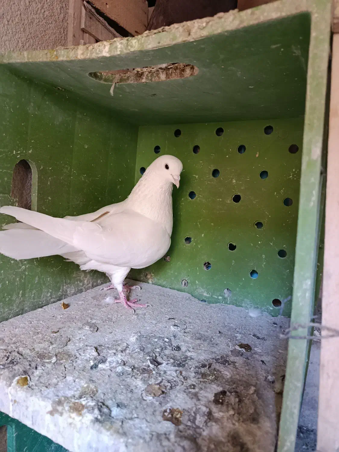 کبوتر|حیوانات|کرمانشاه, |دیوار