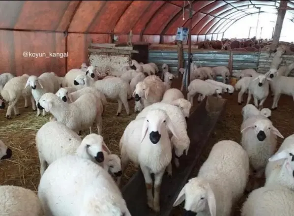 گوسفند زنده بامجوز رسمی|حیوانات مزرعه|تهران, نارمک|دیوار