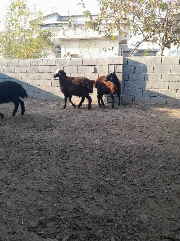 بره نر و ماده|حیوانات مزرعه|گنبد کاووس, |دیوار