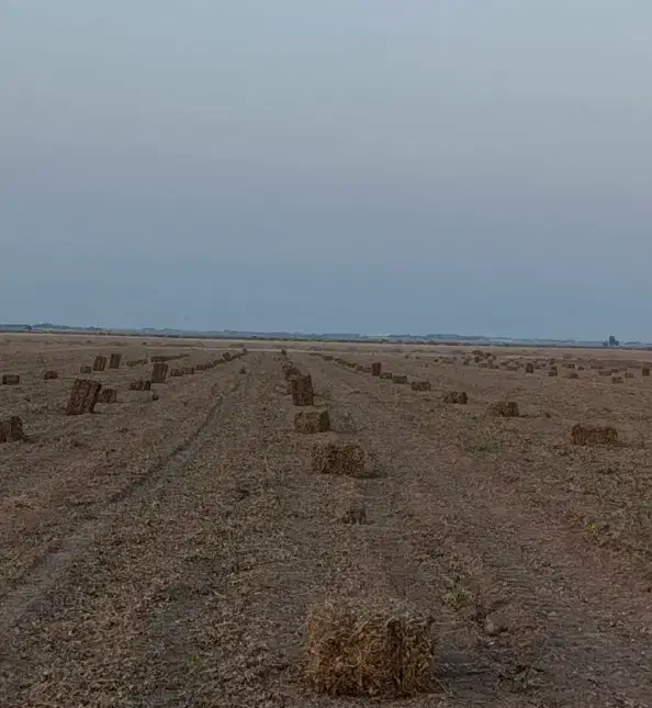 پرس بادام زمینی|حیوانات مزرعه|فامنین, |دیوار