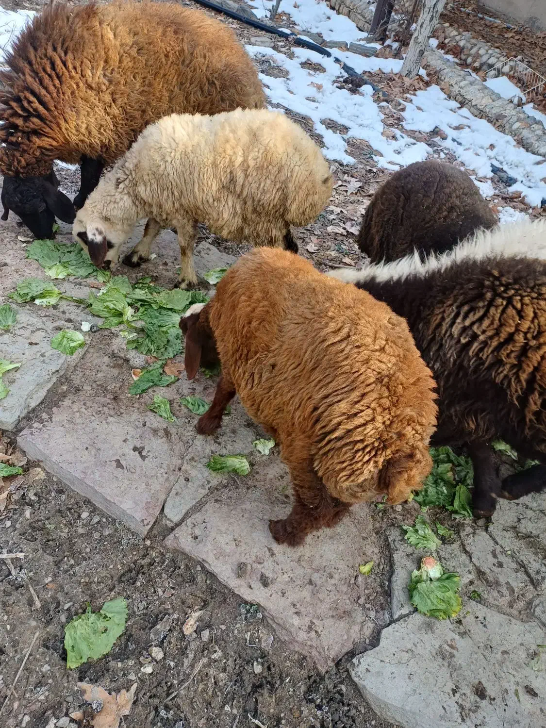 بره|حیوانات مزرعه|فلاورجان, |دیوار