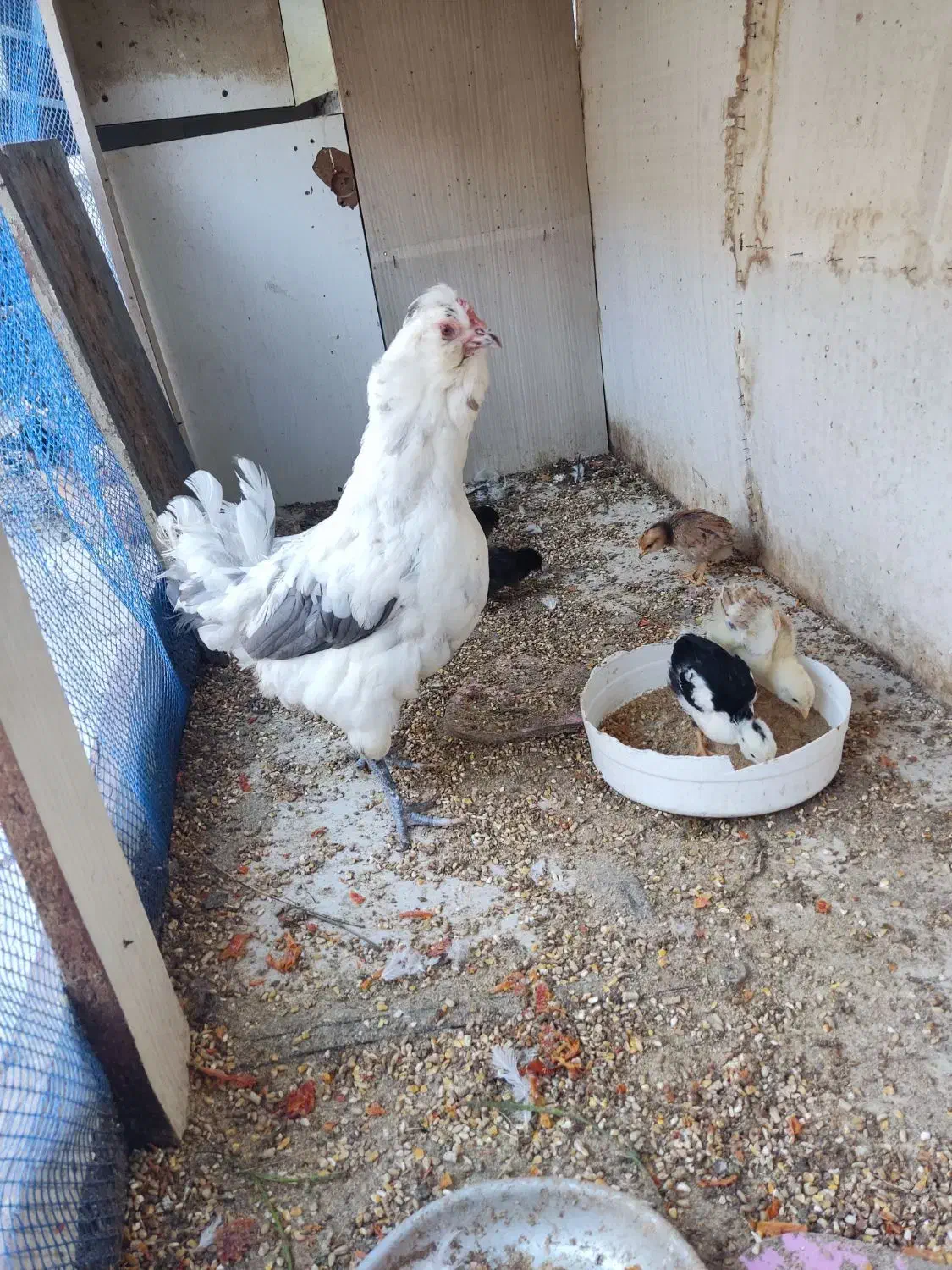 تخم نطفه دار گلین|حیوانات مزرعه|چهارباغ, |دیوار