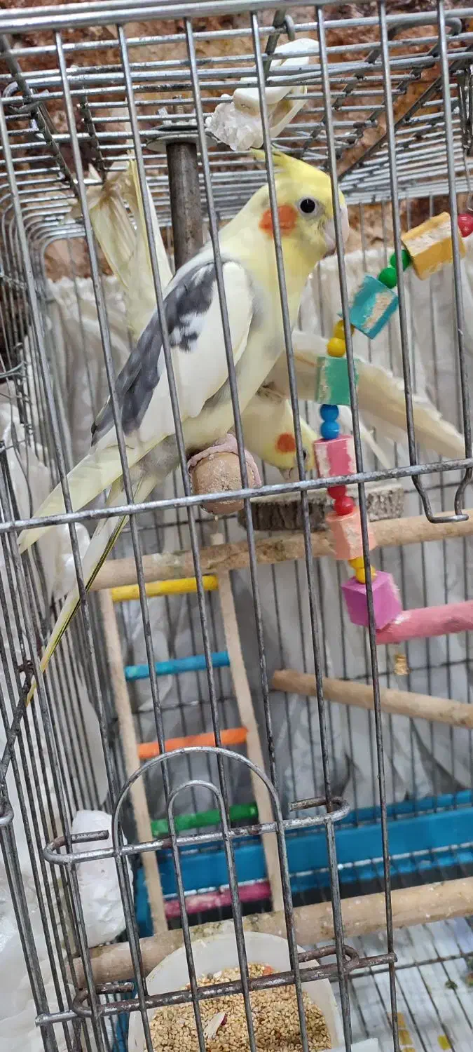 عروس هلندی جفت نر و ماده|پرنده|بندر انزلی, نیمه شعبان|دیوار