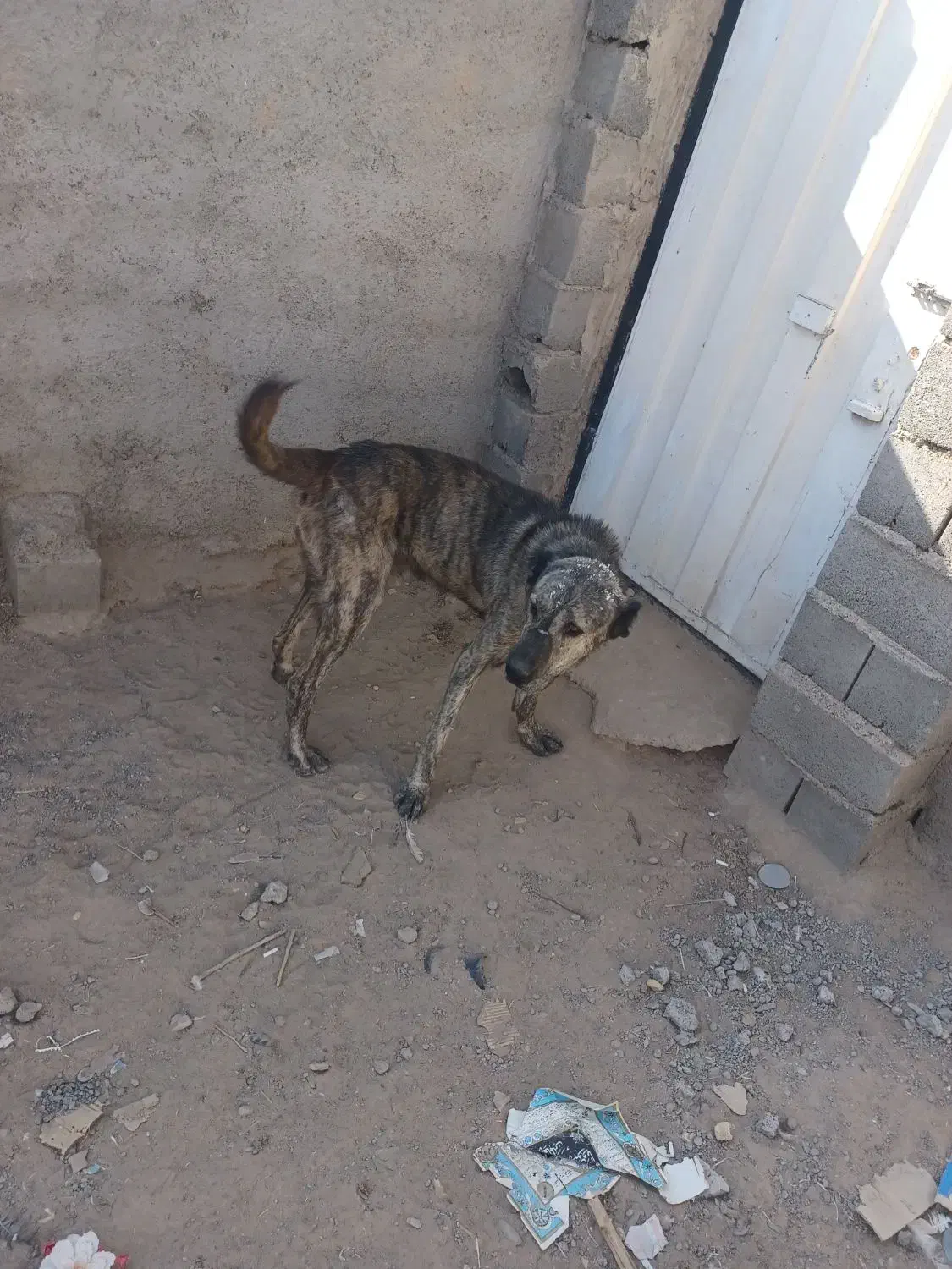 سگ گلی|سگ|قائن, |دیوار