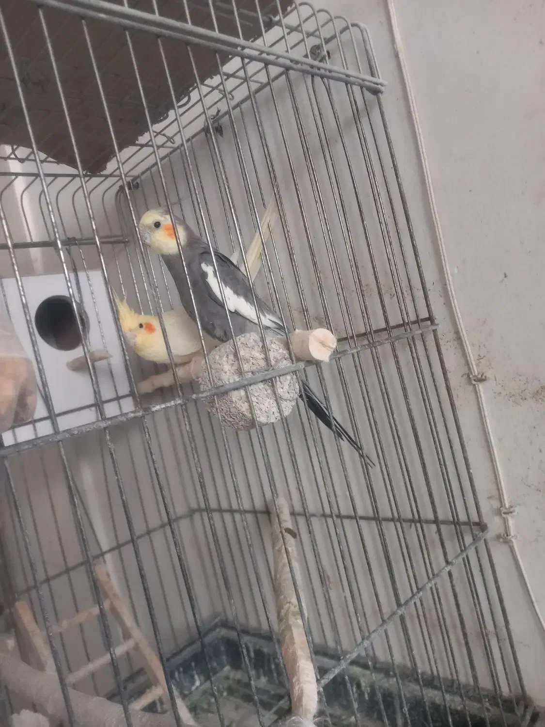 عروس هلندی|پرنده|کاشان, گریه|دیوار