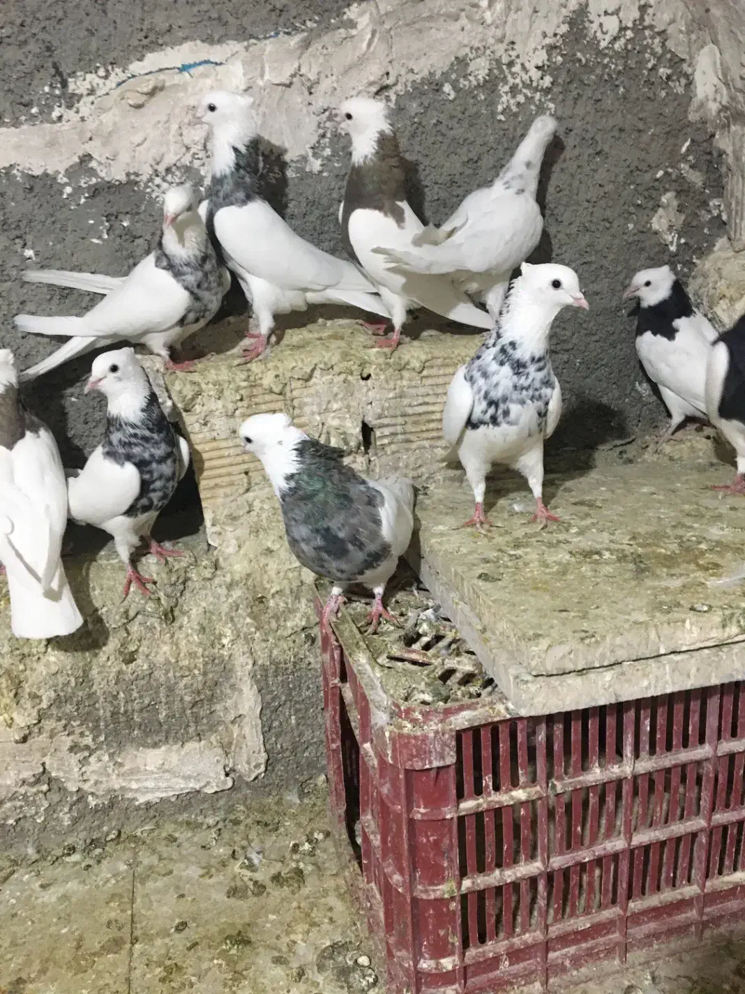 طوقی عالی|پرنده|رباط‌کریم, شترخوار|دیوار