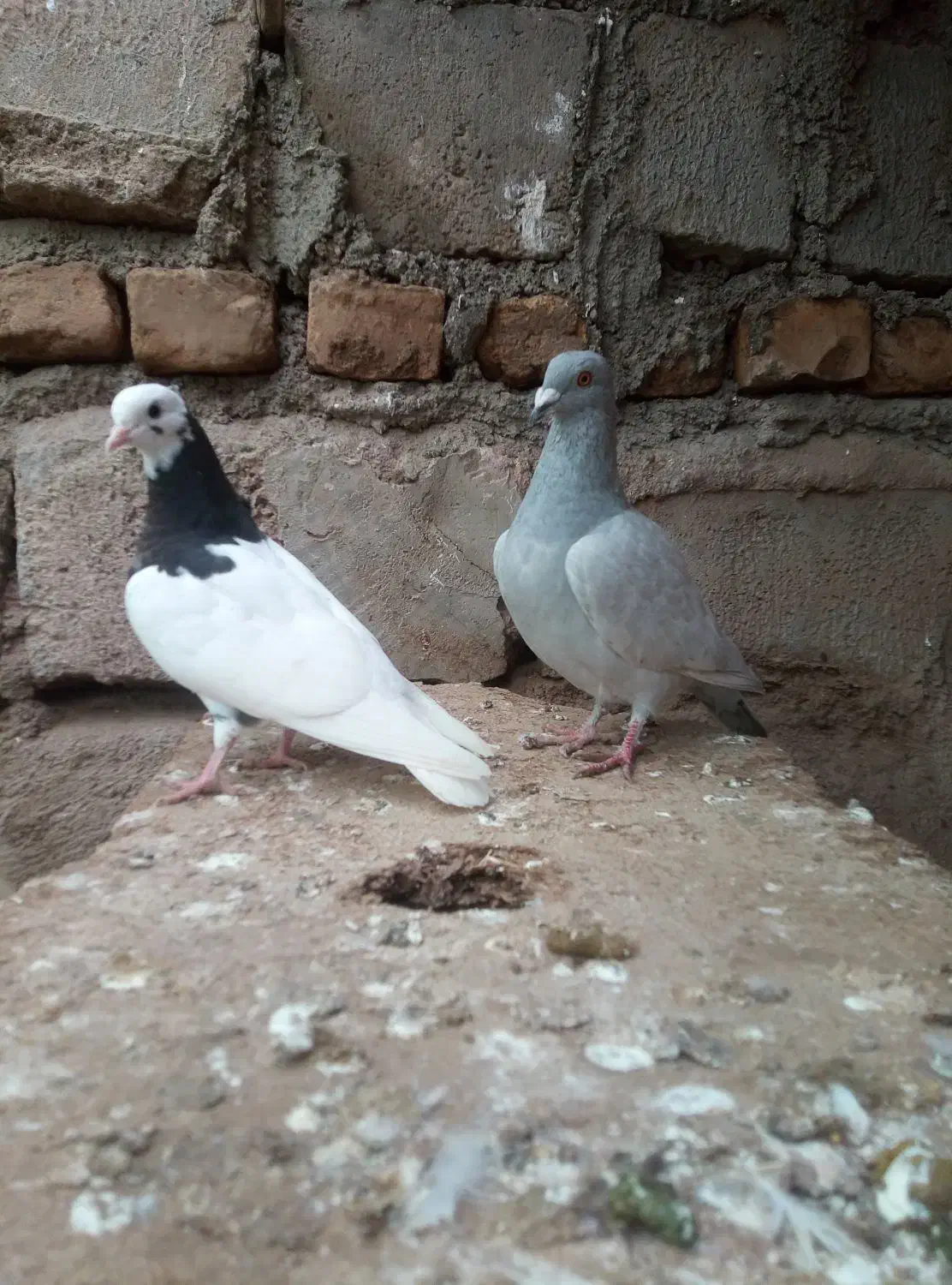 کفتر|پرنده|میان جلگه, |دیوار