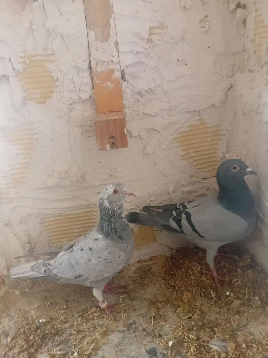 نروماده باجوجه|پرنده|اندیمشک, |دیوار