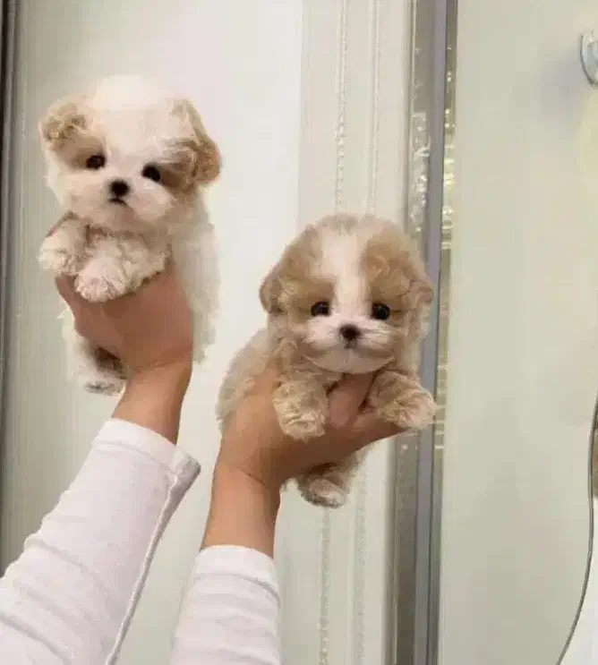 سگهای آپارتمانی|سگ|اصفهان, خانه اصفهان|دیوار