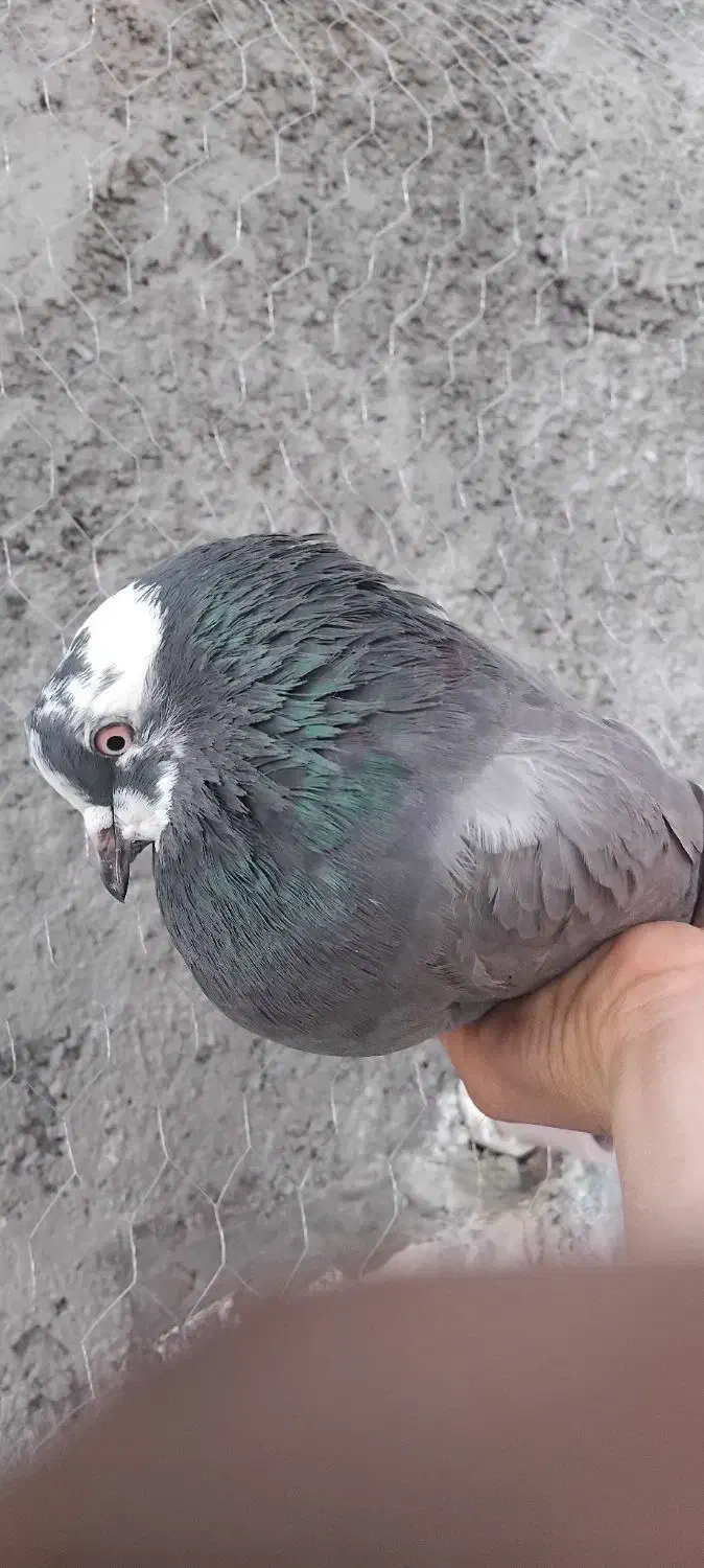 ۵ تاکفتر پرشی|پرنده|قرچک, میرزائی شمالی|دیوار