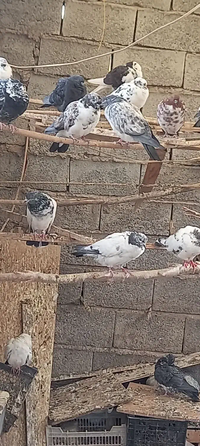 فروش کبوتر پرشی|پرنده|زید آباد, |دیوار