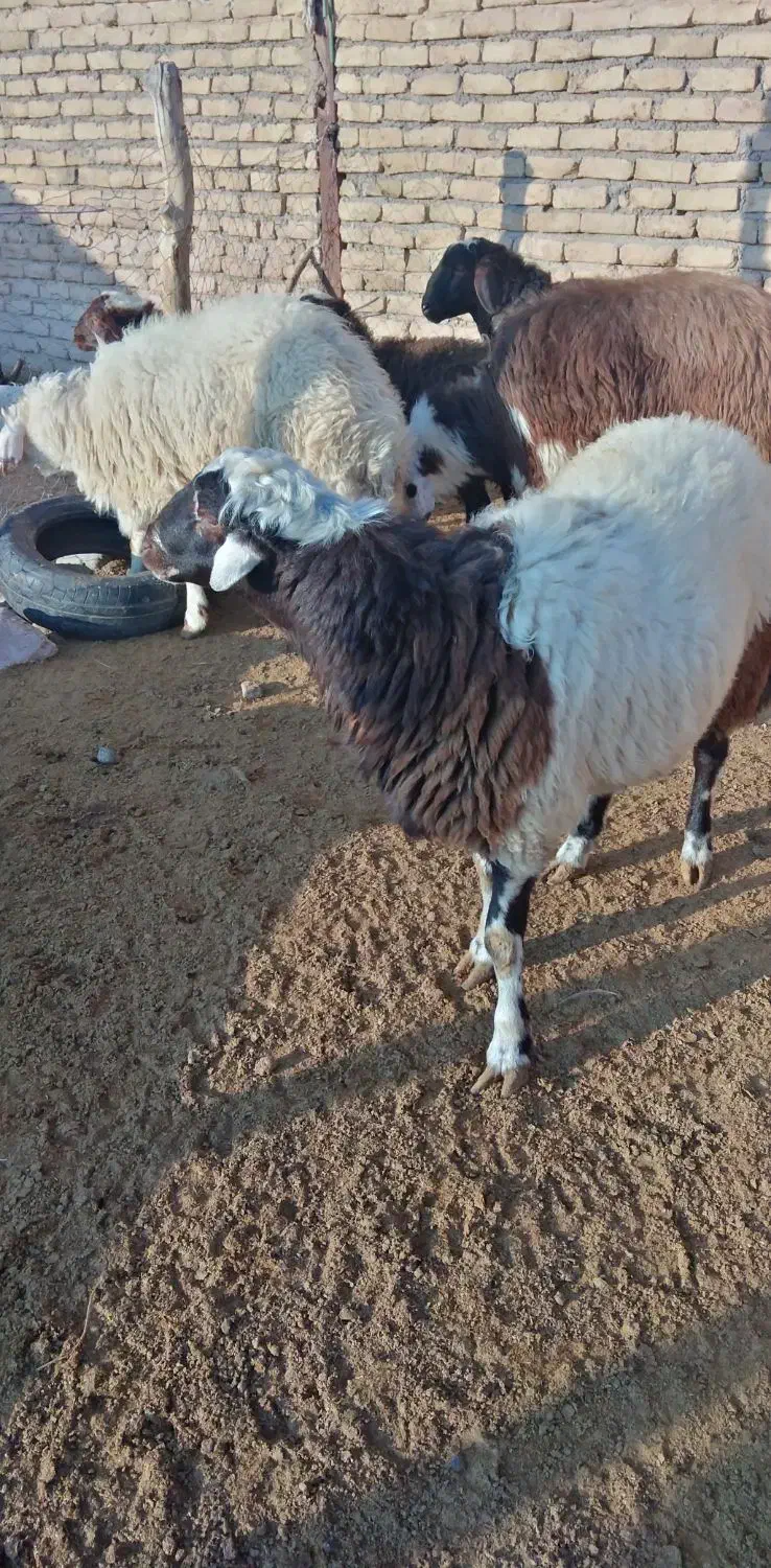 5بره نر پلنگی|حیوانات مزرعه|زاوه, |دیوار