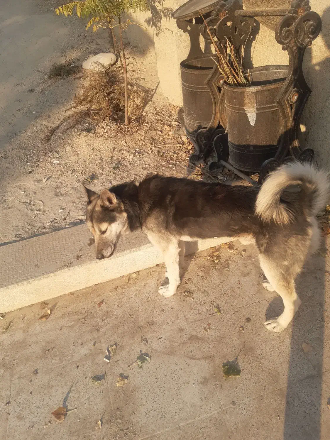 یک سگ گرگی خوشگل خوش قواره|سگ|جاجرود, |دیوار