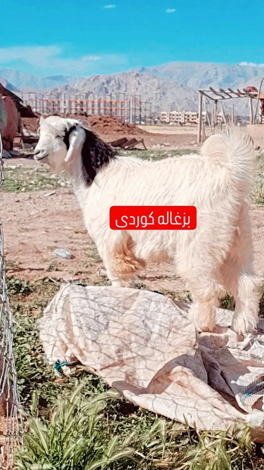 بز کوه (زیر نظردامپزشکی کرمانشاه) گوسفند|حیوانات مزرعه|کرمانشاه, |دیوار