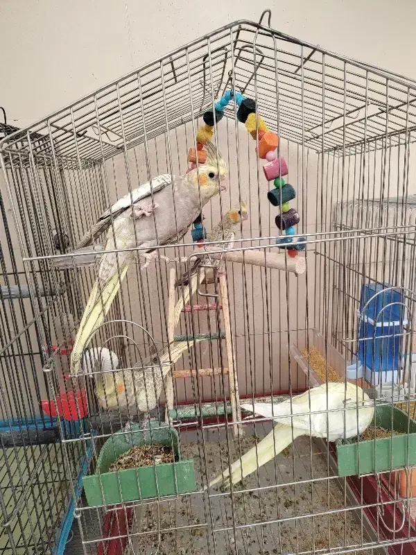 عروس هلندی|پرنده|گلپایگان, |دیوار