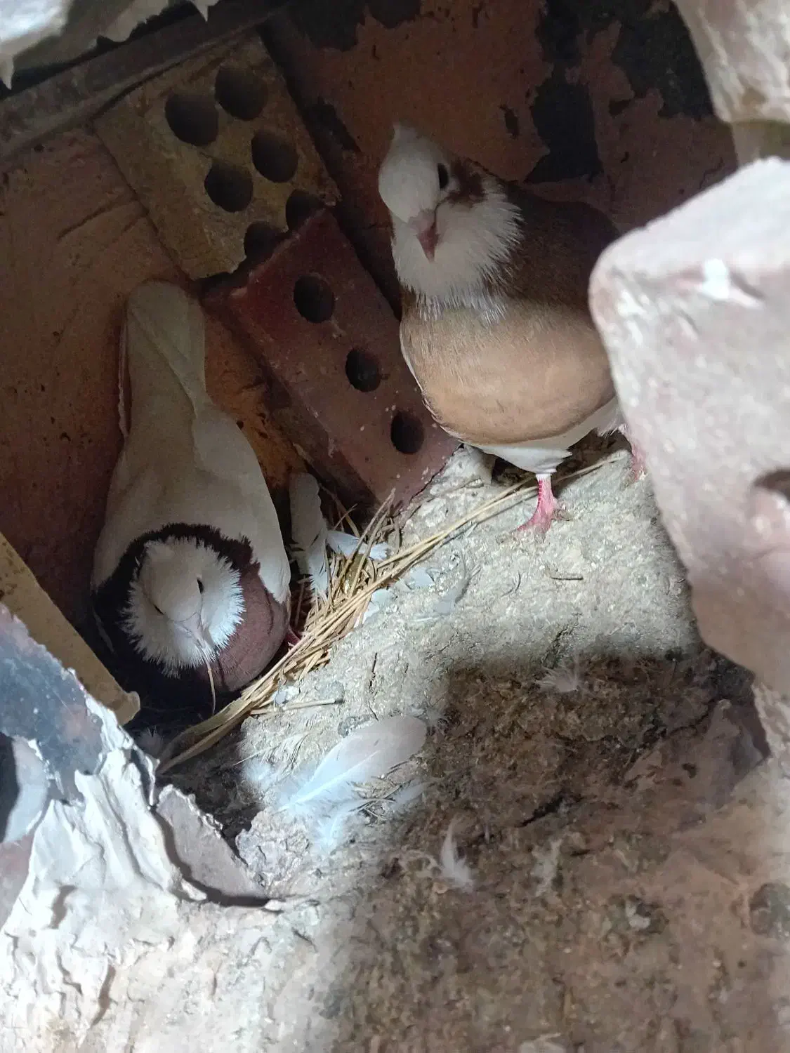 کفتر طوقی و عرب|پرنده|بکتاش, |دیوار