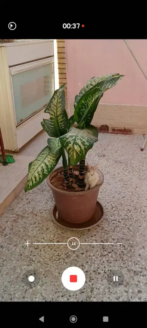 خرگوش کوچولوی بازیگوش بامزه|موش و خرگوش|شهرکرد, |دیوار