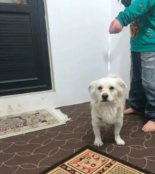 فروشی|سگ|نسیم‌شهر, |دیوار