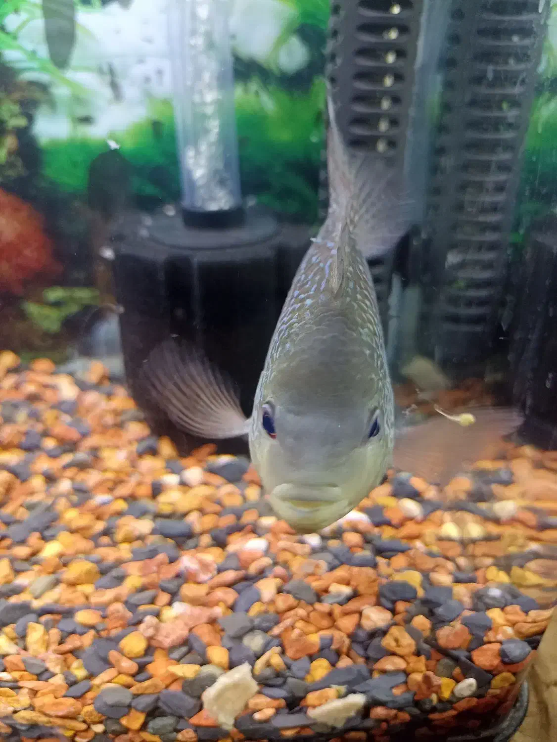 ماهی فلاور  معاوضه اکواریوم|ماهی|تهران, باغ خزانه|دیوار