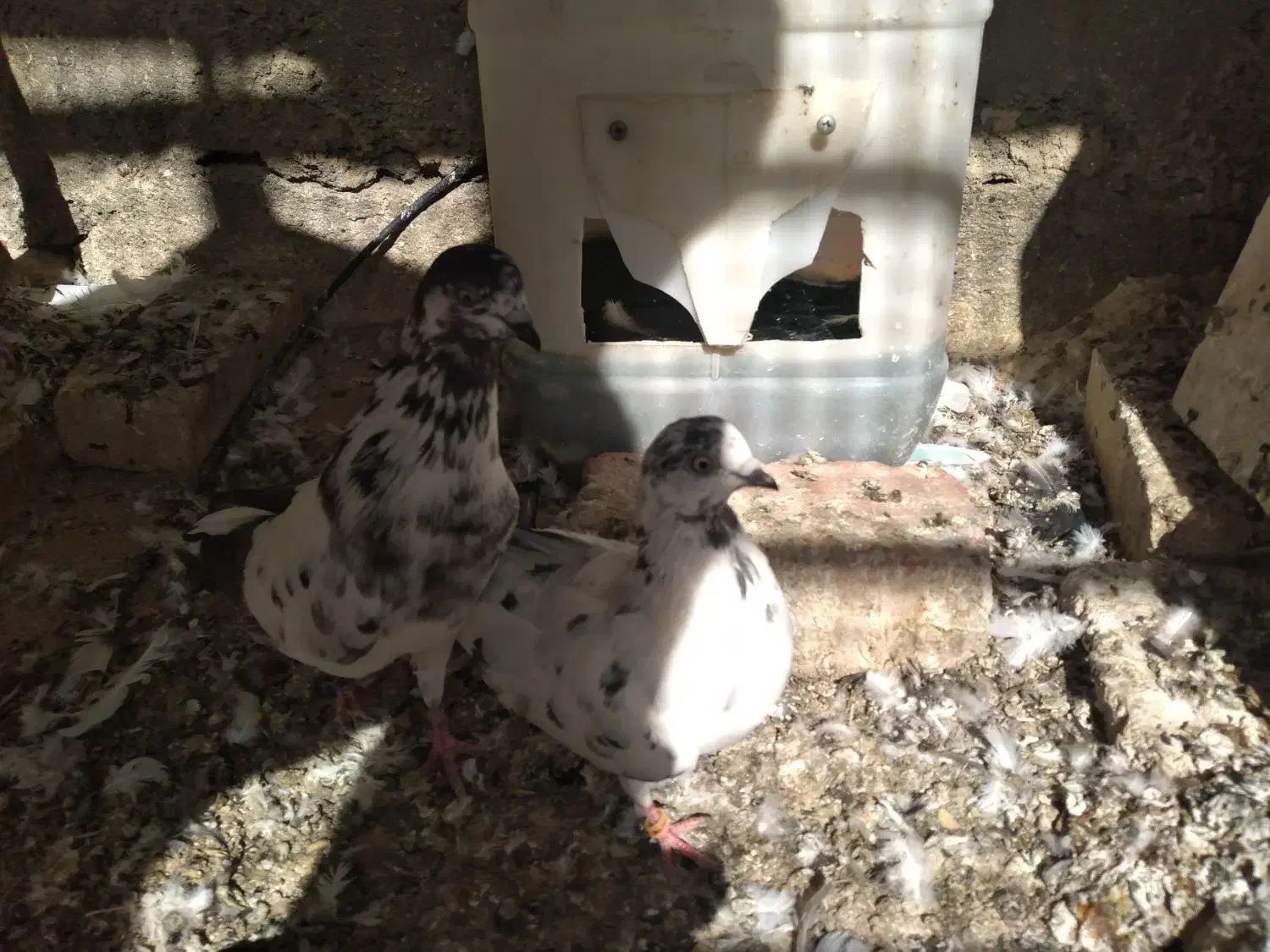 کود کبوتر|خدمات باغبانی و درختکاری|کاشان, فین بزرگ|دیوار