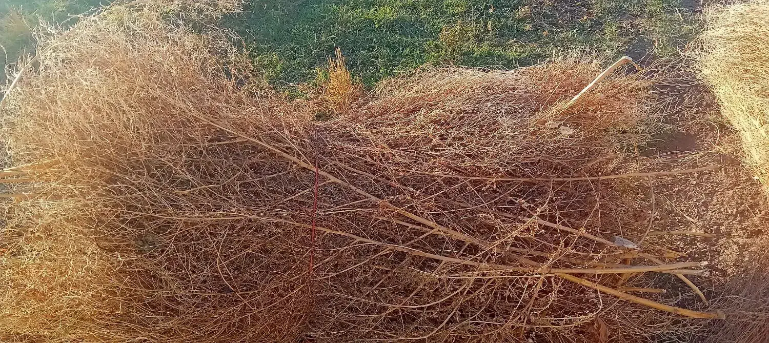 فروش جارو|لوازم نظافت|میاندوآب, |دیوار