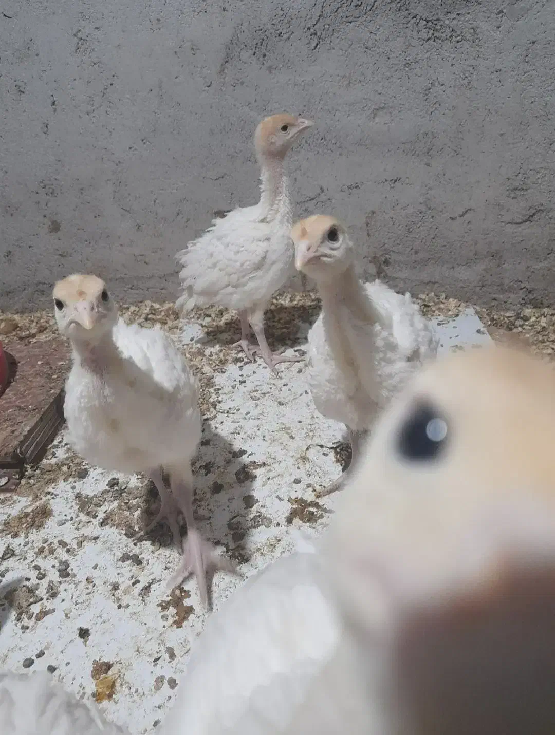 فروش بوقلمون بیوتی یک روزه|حیوانات مزرعه|بابل, |دیوار