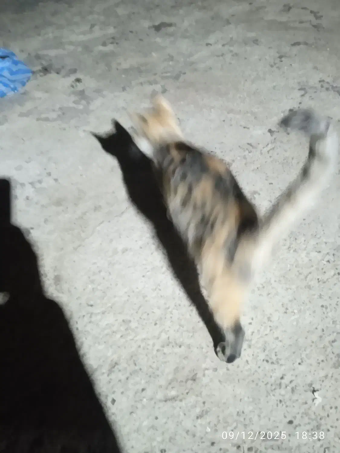 واگذاری بچه گربه شش ماهه رایگان|گربه|سلماس, |دیوار