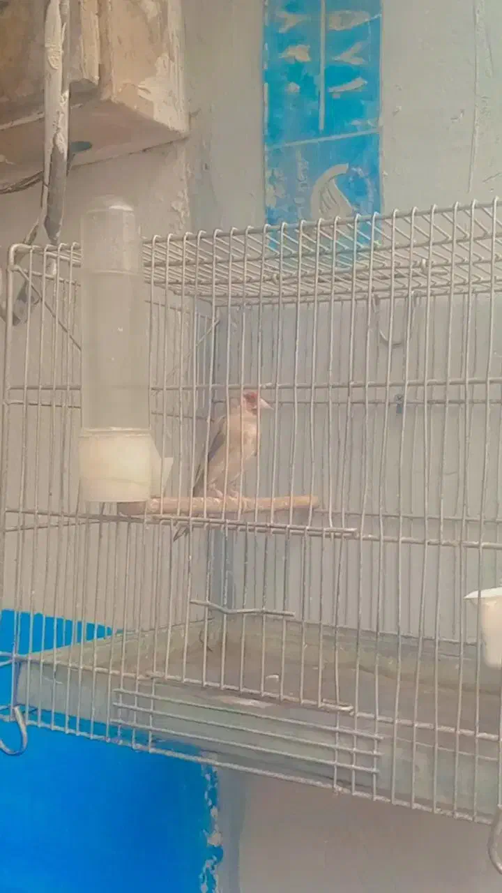 سهره نر قرص بخون|پرنده|تهران, تهرانپارس غربی|دیوار