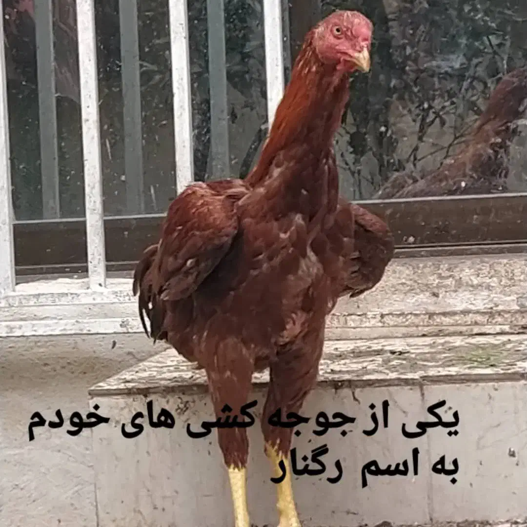 خروس لاری اصیل|حیوانات مزرعه|لاهیجان, بازکیاگوراب|دیوار