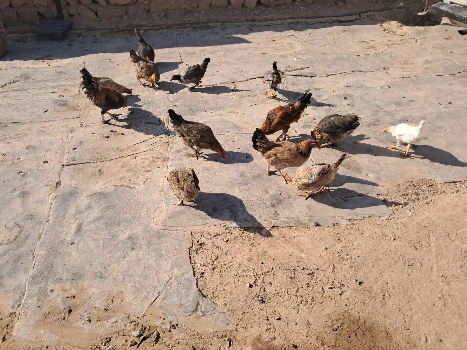 مرغ و وارگ و خروس سالم|حیوانات مزرعه|سرپل ذهاب, |دیوار