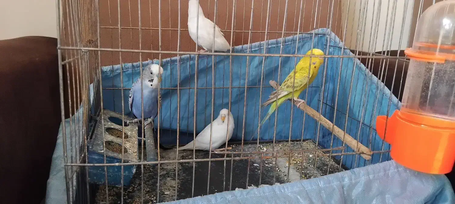 مرغ عشق دستی و سهره|پرنده|اصفهان, شاهد|دیوار