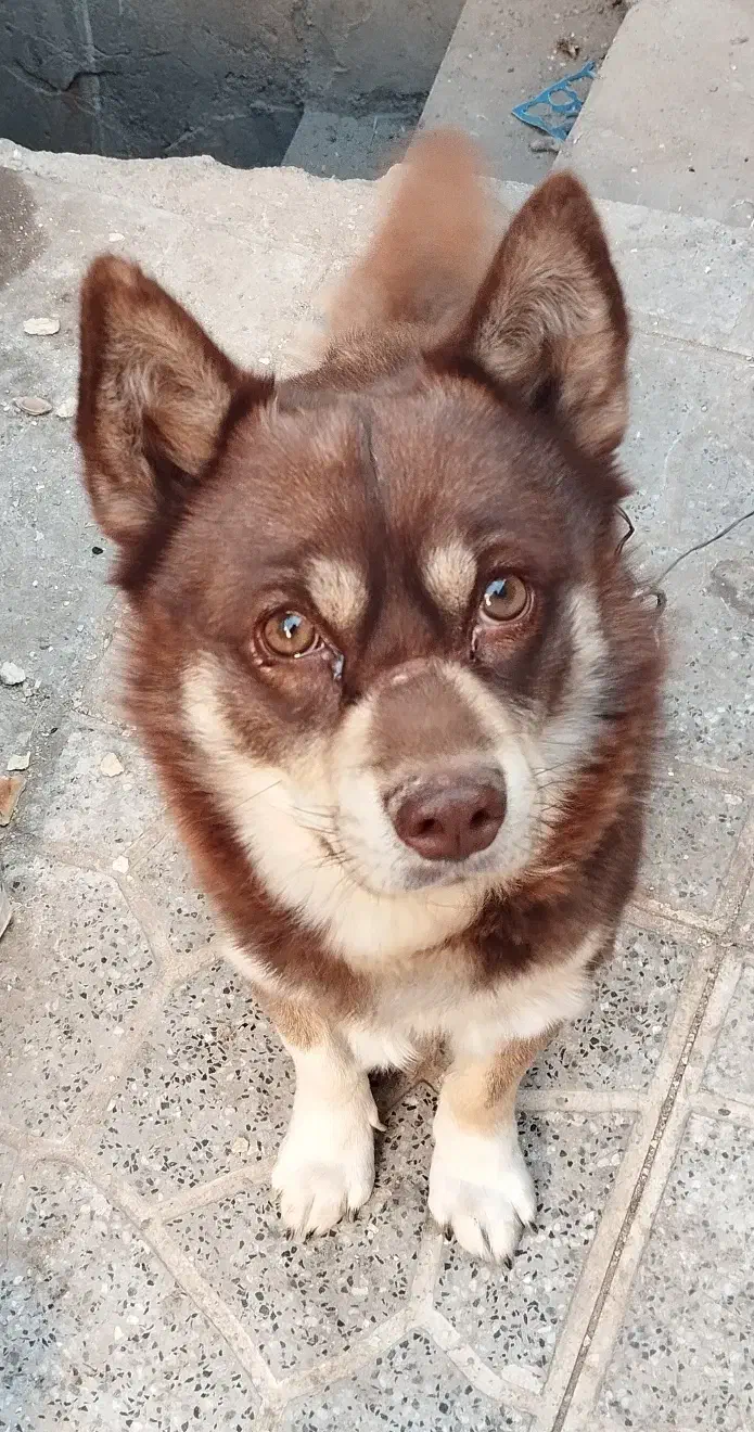 سگ هاسکی قهوه ای|سگ|یزد, |دیوار