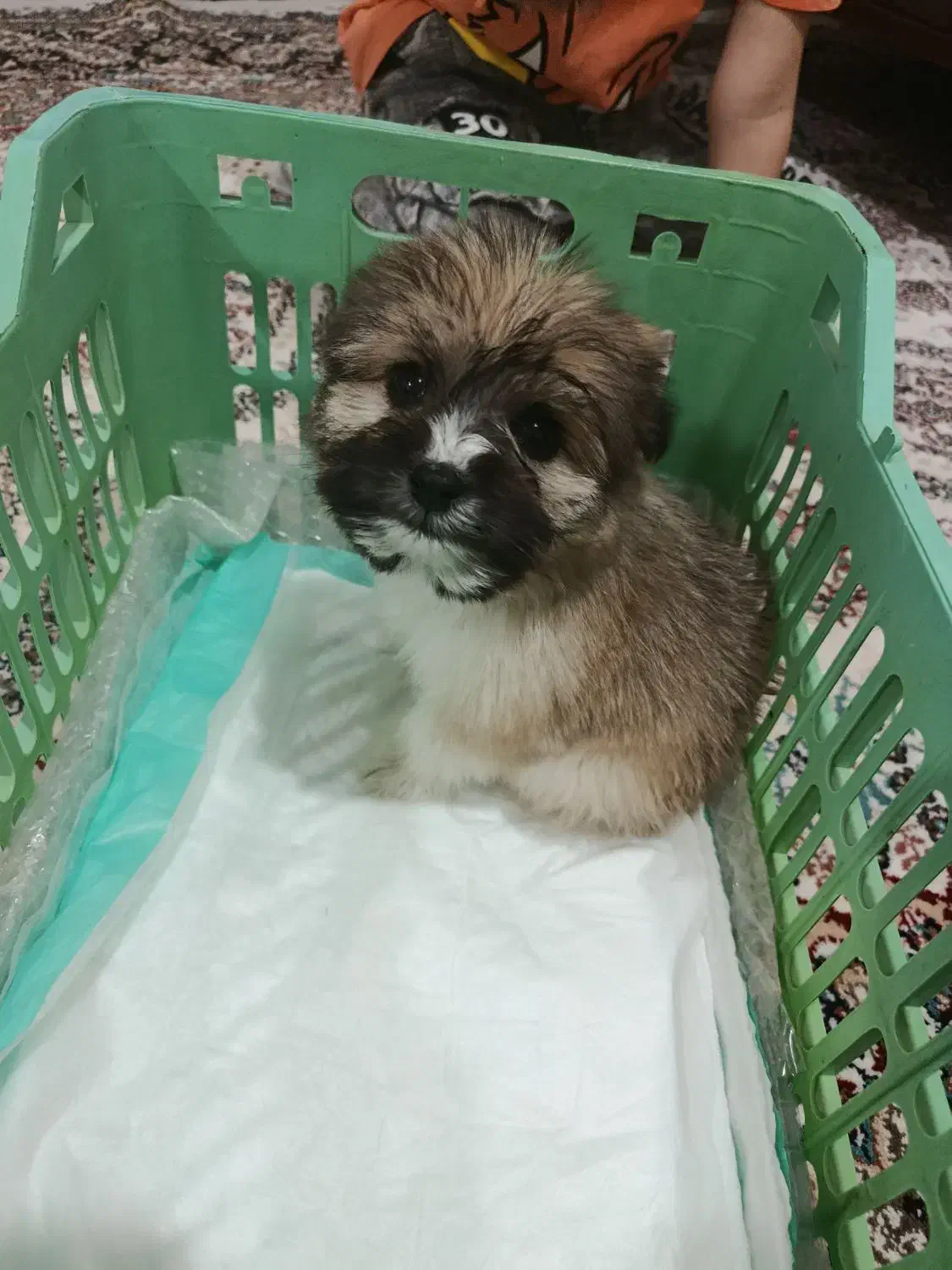 سگ پاکوتاه|سگ|گنبد کاووس, |دیوار