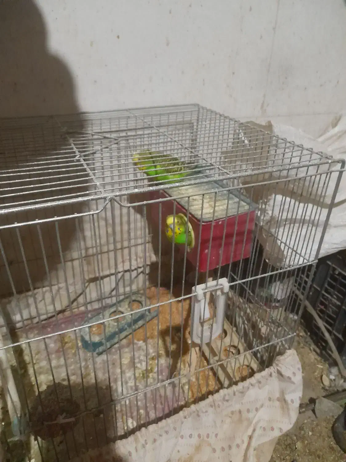 مرغ عشق|پرنده|لنجان, |دیوار