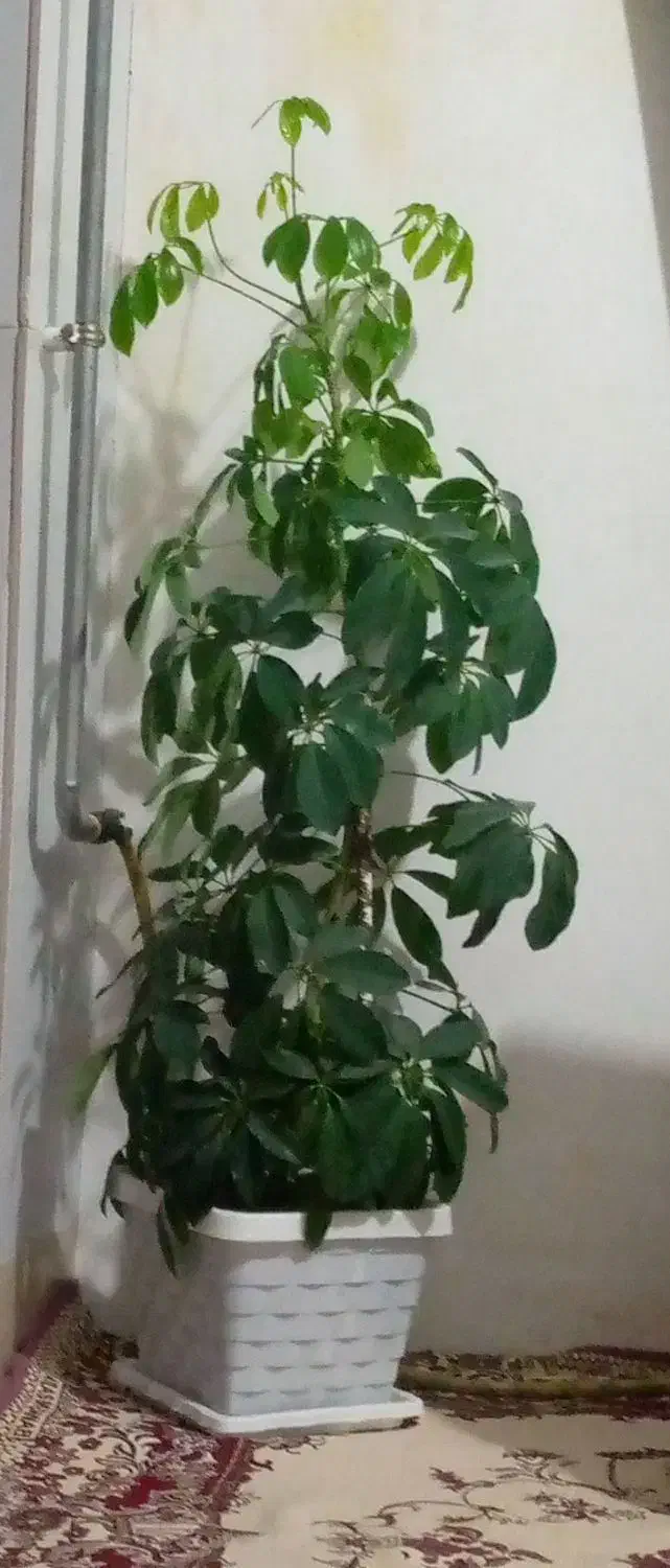 گل های آپارتمانی|گل و گیاه طبیعی|سردشت, |دیوار